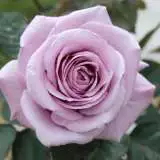 Lady X Roshlax - Garden Express Australia