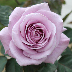 Rose Lady X Rose Lady X