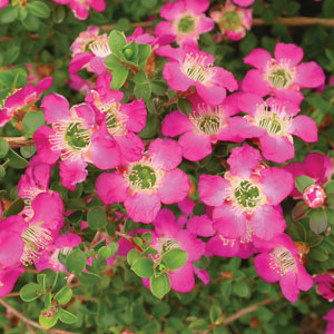 Leptospermum Purple Haze 140mm Leptospermum Purple Haze 140mm