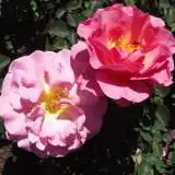 Lilian Austin By Stickpen Via Wikimedia Commons Rosdlau - Garden Express Australia