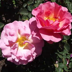 English Shrub Rose Lilian Austin English Shrub Rose Lilian Austin