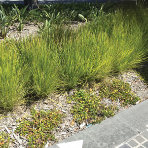 Lomandra Lime Tuff Lomandra Lime Tuff