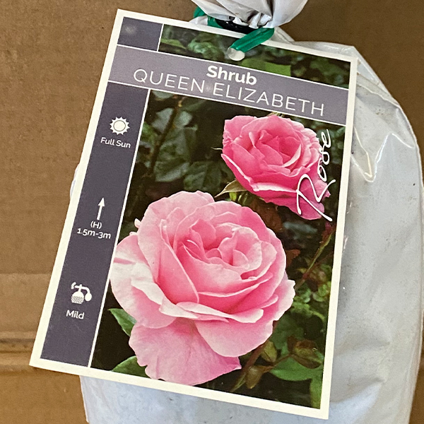 Rose Queen Elizabeth Rose Queen Elizabeth