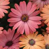 Osteospermum Serenity Rose Magic Osteospermum Serenity Rose Magic