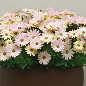 Osteospermum Serenity Spring Day Osteospermum Serenity Spring Day
