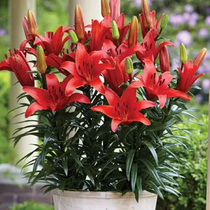 Lilium Blushing Joy Lilium Blushing Joy