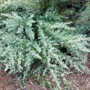 Rhagodia Spinescens Rhagodia Spinescens