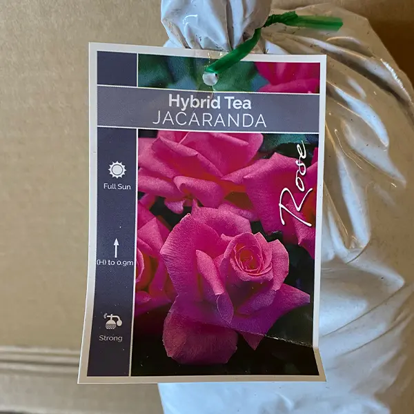 Rose Jacaranda Rose Jacaranda