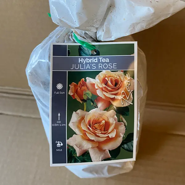 Rose Julias Rose Rose Julias Rose