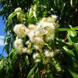 Weeping Lilly Pilly Weeping Lilly Pilly