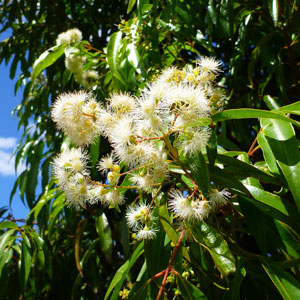 Weeping Lilly Pilly Weeping Lilly Pilly