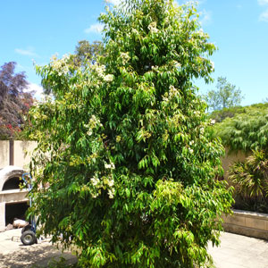 Weeping Lilly Pilly Weeping Lilly Pilly