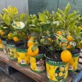 Lotsalemon - Garden Express Australia