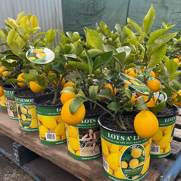 Lots A Lemons