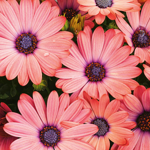 Osteospermum Serenity Rose Magic
