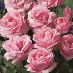Rose Queen Elizabeth Rose Queen Elizabeth