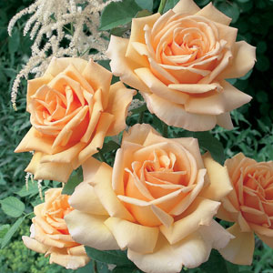 Rose Valencia Rose Valencia
