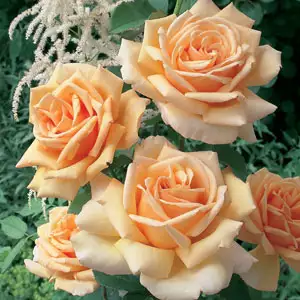 Rose Valencia Rose Valencia