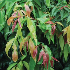 Weeping Lilly Pilly Weeping Lilly Pilly