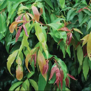 Weeping Lilly Pilly Weeping Lilly Pilly