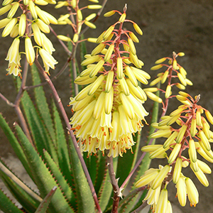 Aloe Little Lemon 100mm Pot Aloe Little Lemon 100mm Pot