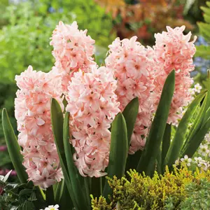 Hyacinth China Pink Hyacinth China Pink
