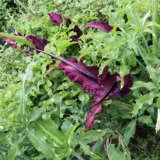 Arum Lily Dragon Arum Lily Dragon