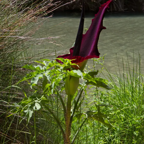 Arum Lily Dragon Arum Lily Dragon