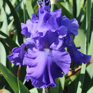 Bearded Iris Breakers Bearded Iris Breakers