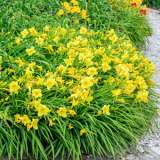 Daylily Stella Doro Pkdlisdo - Garden Express Australia