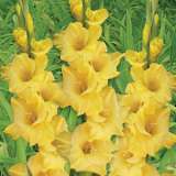 Gladioli Flevo Breezer 2018 Pkglafbr - Garden Express Australia