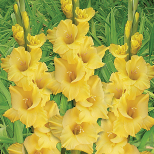 Gladioli Flevo Breezer Gladioli Flevo Breezer