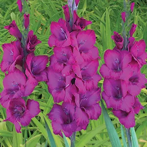 Gladioli Natan Gladioli Natan