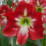 Hippeastrum Flamenco Queen Bulhipfqu - Garden Express Australia