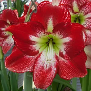 Hippeastrum Flamenco Queen Hippeastrum Flamenco Queen