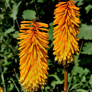 Kniphofia Uvaria