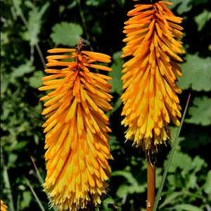 Kniphofia Uvaria Kniphofia Uvaria