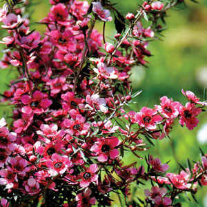 Leptospermum Kiwi Leptospermum Kiwi