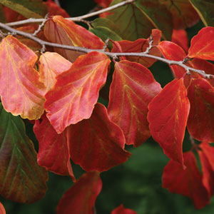 Persian Ironwood- Treeling Persian Ironwood- Treeling