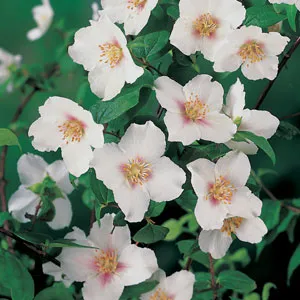 Philadelphus Mock Orange Philadelphus Mock Orange