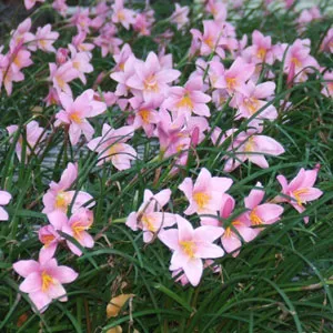 Storm Lily Pink Storm Lily Pink