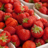 Strawberry Red Gauntlet Plastrrga - Garden Express Australia
