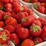 Strawberry Red Gauntlet Plastrrga - Garden Express Australia