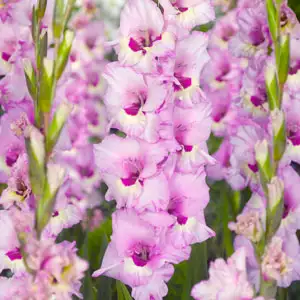 Gladioli Zamora Gladioli Zamora