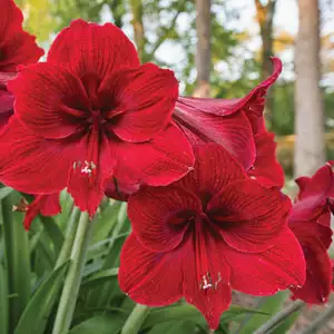 Hippeastrum Red Lion Hippeastrum Red Lion
