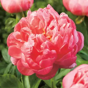 Peony Rose Coral Charm