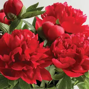 Peony Rose Red Robin Peony Rose Red Robin