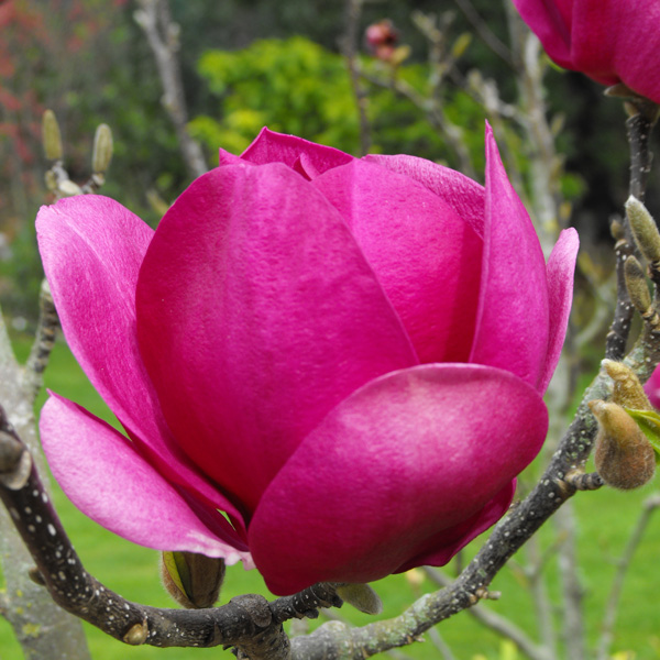 Magnolia Cleopatra (Pbr) Magnolia Cleopatra (Pbr)