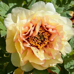 Tree Peony Harvest Tree Peony Harvest