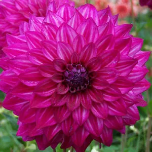 Dahlia Kashmir Dahlia Kashmir